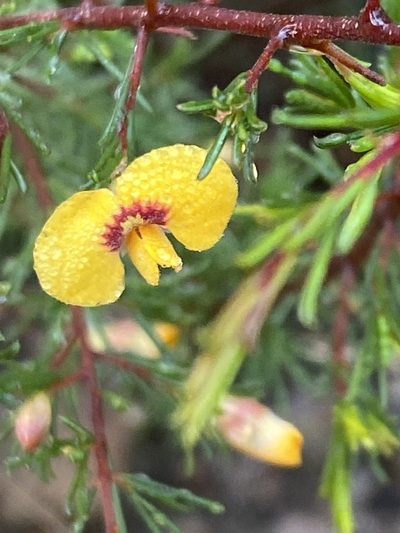 Dillwynia tenuifolia, photographed by prossington