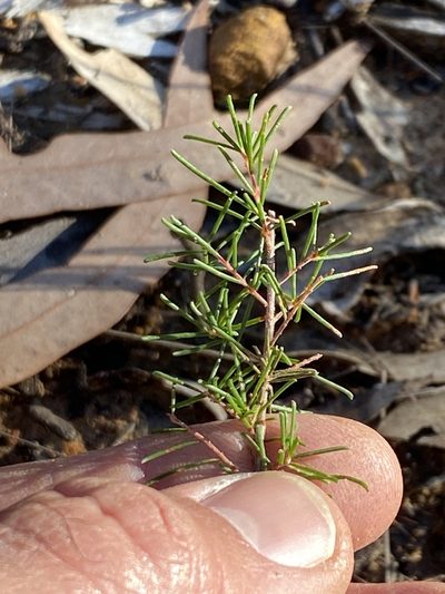 Dillwynia tenuifolia, photographed by prossington