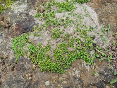 Wahlenbergia congesta, photographed by gnapp