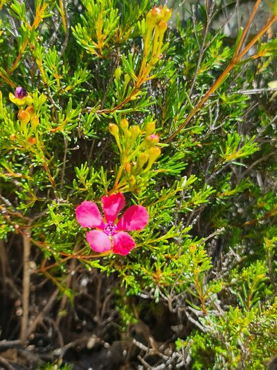 Pileanthus filifolius, photographed by Cal Wood