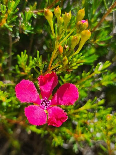 Pileanthus filifolius, photographed by Cal Wood