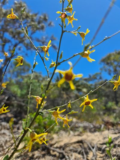 Anthocercis ilicifolia, photographed by Cal Wood