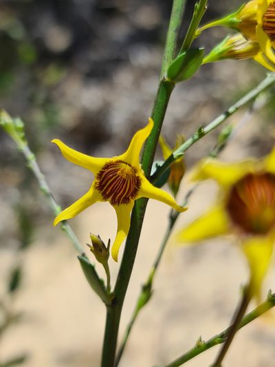 Anthocercis ilicifolia, photographed by Cal Wood