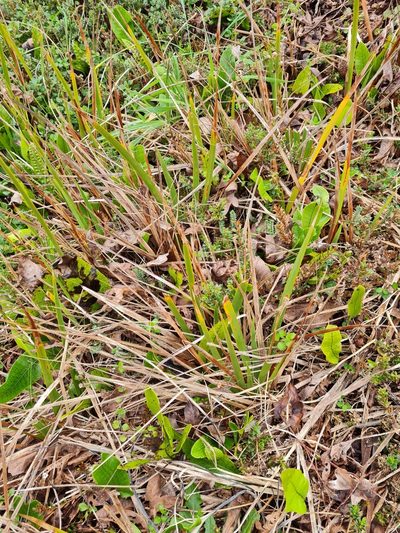 Libertia peregrinans, photographed by gnapp