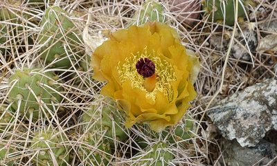 Maihueniopsis wagenknechtii, photographed by Norbert Sarnes