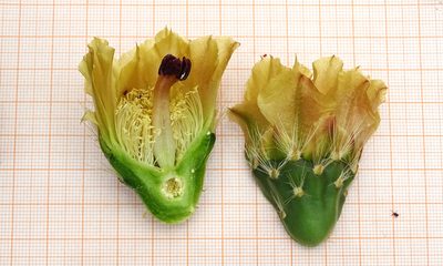 Maihueniopsis wagenknechtii, photographed by Norbert Sarnes