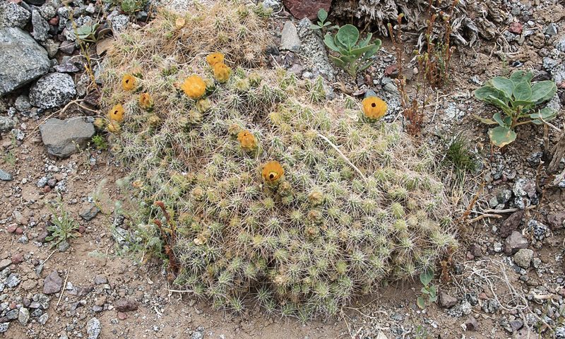 Maihueniopsis wagenknechtii, photographed by Norbert Sarnes