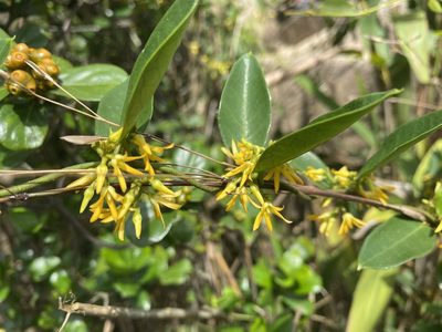 Toxocarpus wightianus, photographed by Toby Y