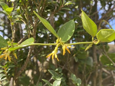 Toxocarpus wightianus, photographed by Toby Y