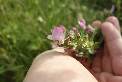Ononis arvensis, photographed by Aleksei Baushev