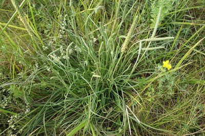 Plantago salsa, photographed by Aleksei Baushev