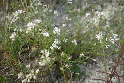 Cynanchica tephrocarpa, photographed by Aleksei Baushev