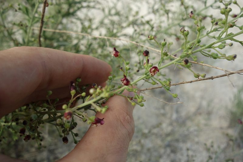 Scrophularia cretacea, photographed by Aleksei Baushev