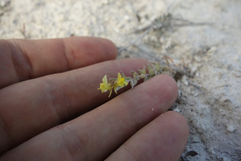 Linaria cretacea, photographed by Aleksei Baushev