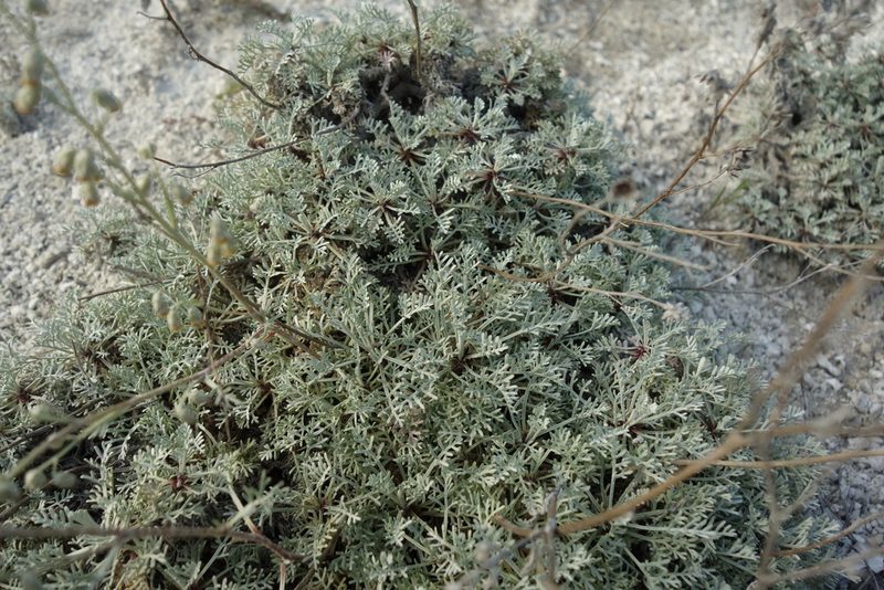 Artemisia hololeuca, photographed by Aleksei Baushev