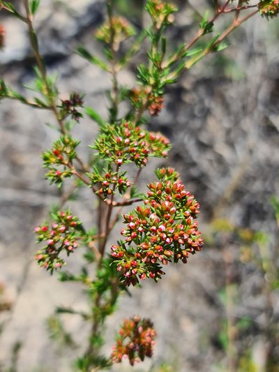 Verticordia densiflora, photographed by Cal Wood