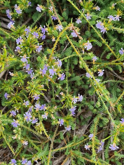 Leschenaultia floribunda, photographed by Cal Wood