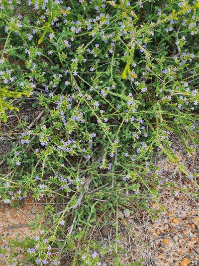 Leschenaultia floribunda, photographed by Cal Wood