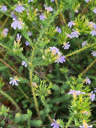 Leschenaultia floribunda, photographed by Cal Wood
