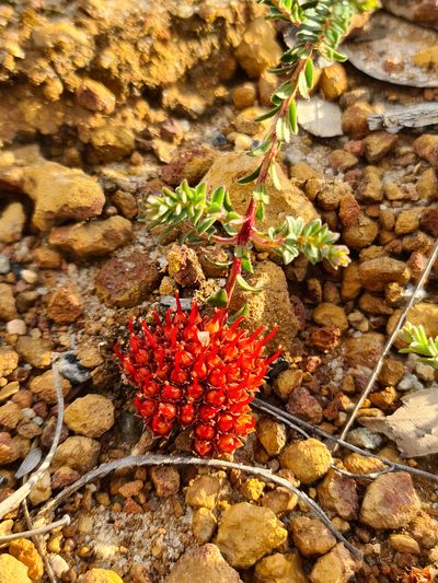 Darwinia sanguinea, photographed by Cal Wood