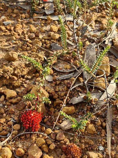 Darwinia sanguinea, photographed by Cal Wood