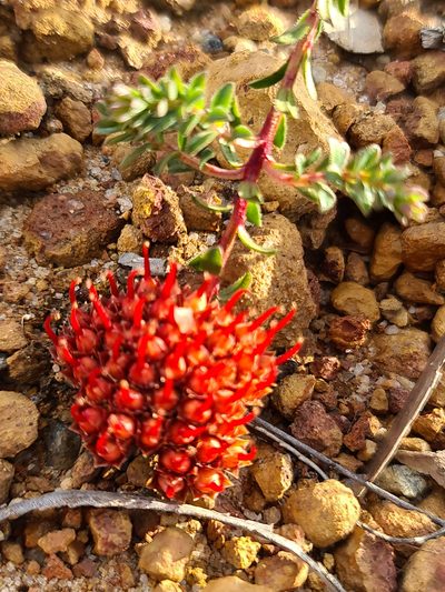 Darwinia sanguinea, photographed by Cal Wood