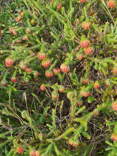 Darwinia neildiana, photographed by Cal Wood