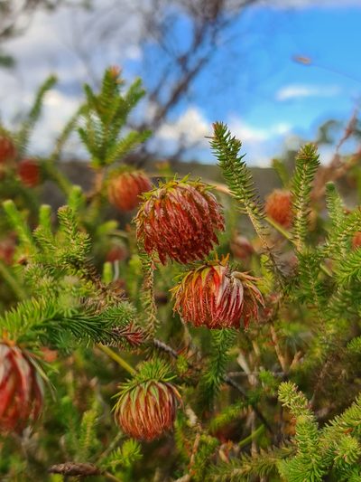 Darwinia neildiana, photographed by Cal Wood