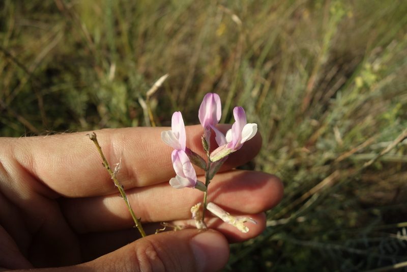 Astragalus skvortsovii, photographed by Aleksei Baushev