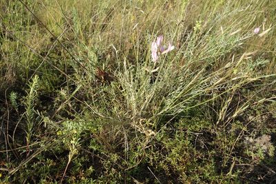Astragalus skvortsovii, photographed by Aleksei Baushev