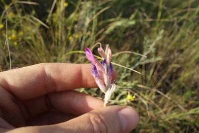 Astragalus varius, photographed by Aleksei Baushev