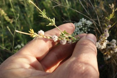 Cuscuta approximata, photographed by Aleksei Baushev