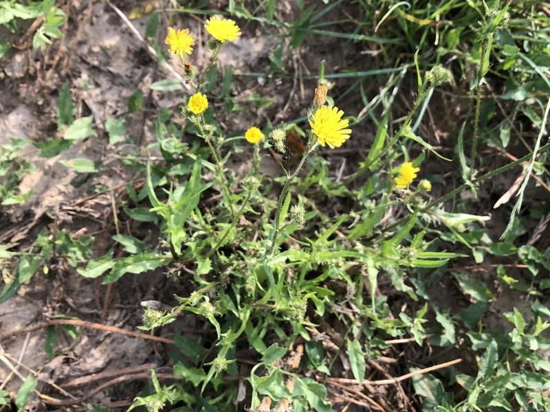 Crepis setosa, photographed by Pavel Kacl