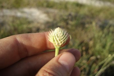 Cephalaria uralensis, photographed by Aleksei Baushev