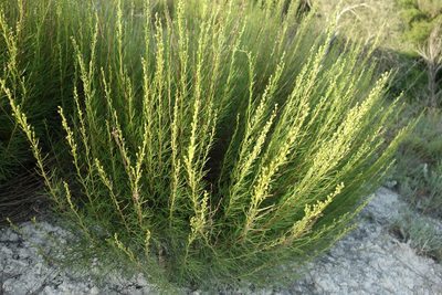 Artemisia salsoloides, photographed by Aleksei Baushev