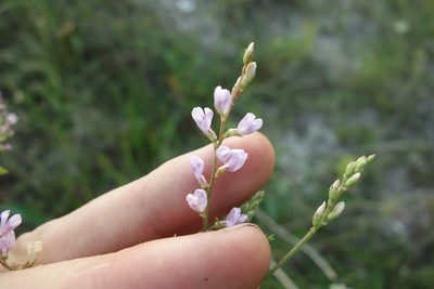 Astragalus sulcatus, photographed by Aleksei Baushev