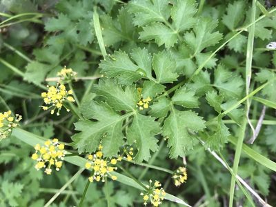 Tauschia kelloggii, photographed by lotusmorning