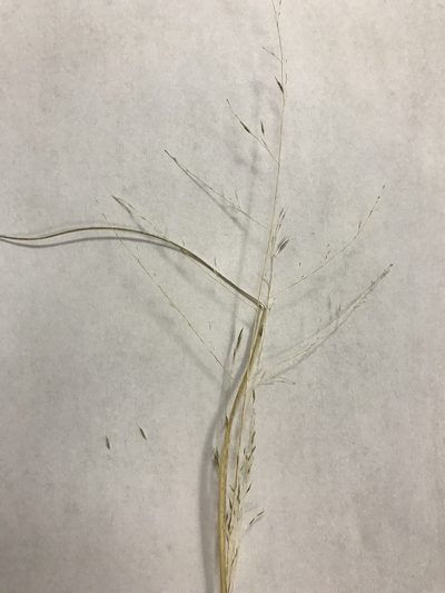 Muhlenbergia arenicola, photographed by samlutfy