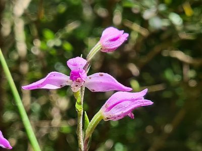 Cephalanthera rubra, photographed by Christian Manke