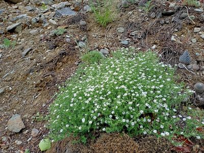 Mesostemma dichotomum, photographed by Владимир Преловский
