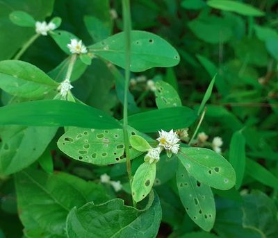 Alternanthera bettzickiana