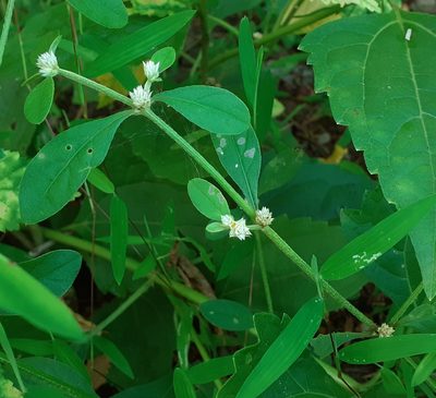 Alternanthera bettzickiana, photographed by OnePlanet