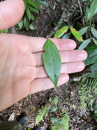 Rhodamnia sessiliflora, photographed by Greg Tasney