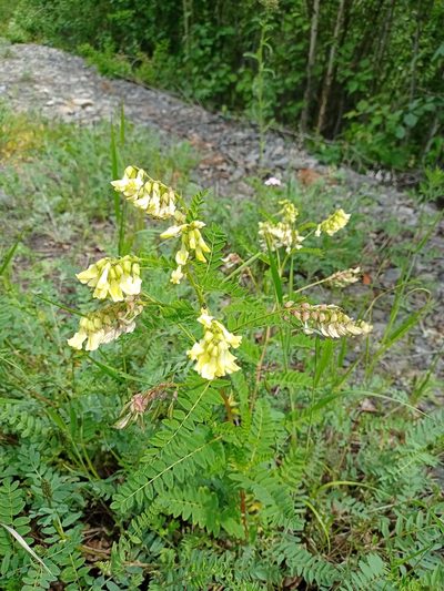 Astragalus mongholicus, photographed by Владимир Преловский