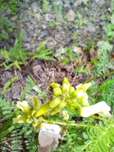 Astragalus mongholicus, photographed by Владимир Преловский