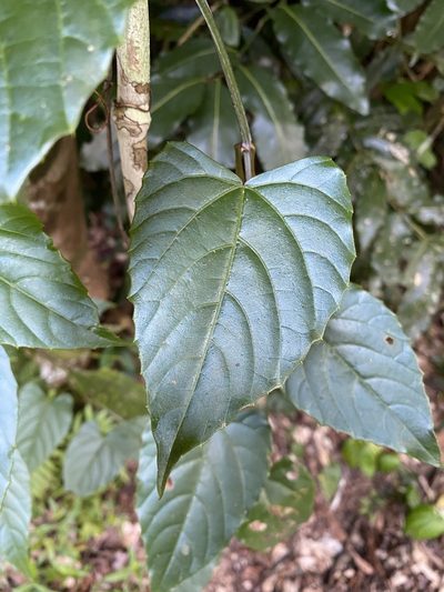 Cissus hastata, photographed by Greg Tasney