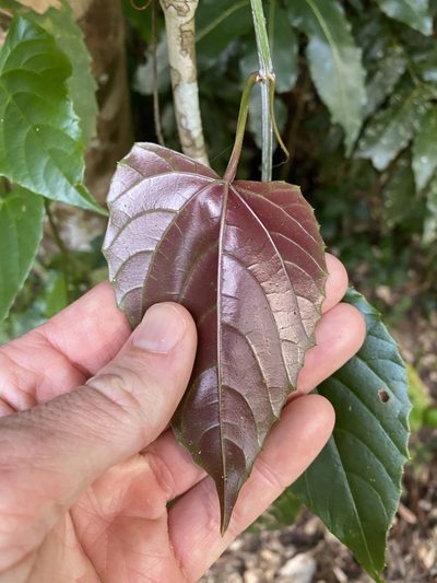 Cissus hastata, photographed by Greg Tasney