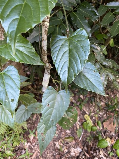 Cissus hastata, photographed by Greg Tasney