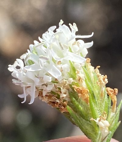 Phyllopodium elegans, photographed by Dave U