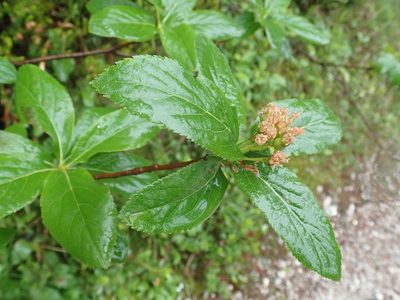 Chamaemespilus alpina, photographed by agujaceratops